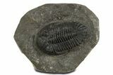 Prone Hollardops Trilobite Fossil - Ofaten, Morocco #340240-3